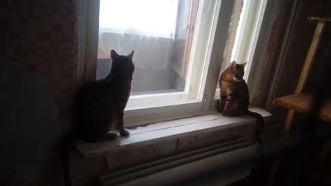 Cats