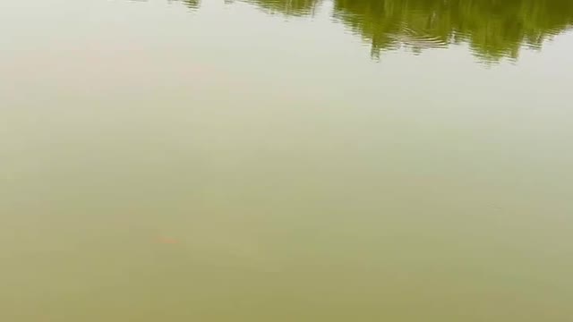 Free little fish swam about in the water