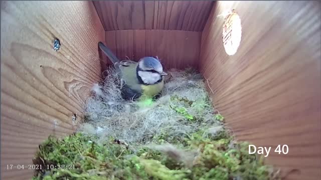 From empty nest to first egg in less than 8 minutes! - BlueTit nest box live camera highlights 2021