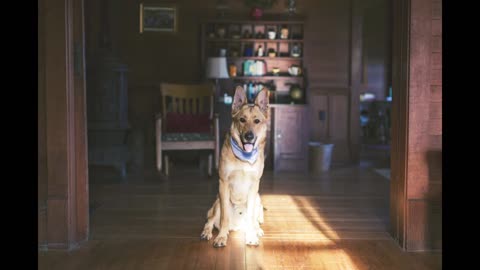 DEFERENCE BETWEEN STOCK COAT AND LONG COAT GERMAN SHEPHERD PETSINFOMANIA !