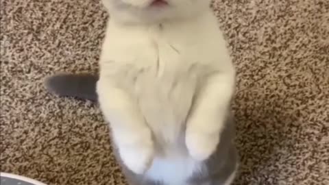 Cute cats funny look at