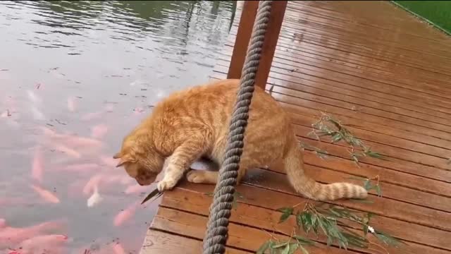 A fish that wants to catch a cat