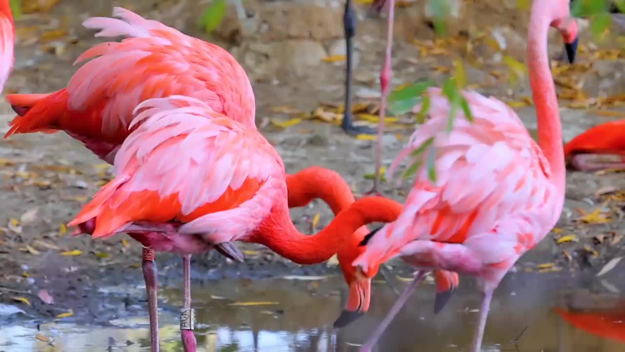 Cute and colorful birds