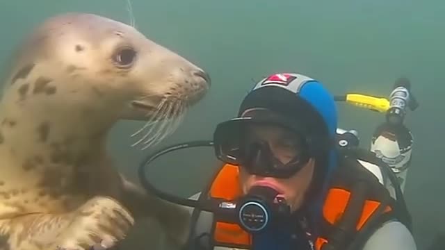 Seals are like puppies of the sea.