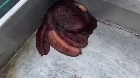 Octopus has amezing strength