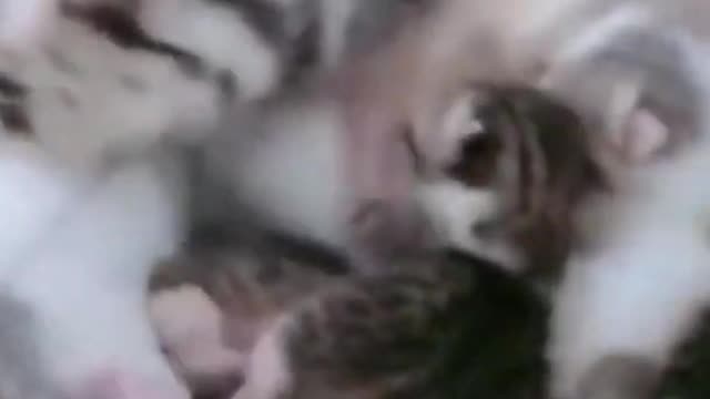 Funny Animal Videos Try Not to Laugh 2