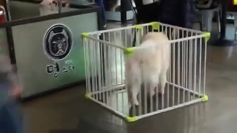 Can't cage the fluff