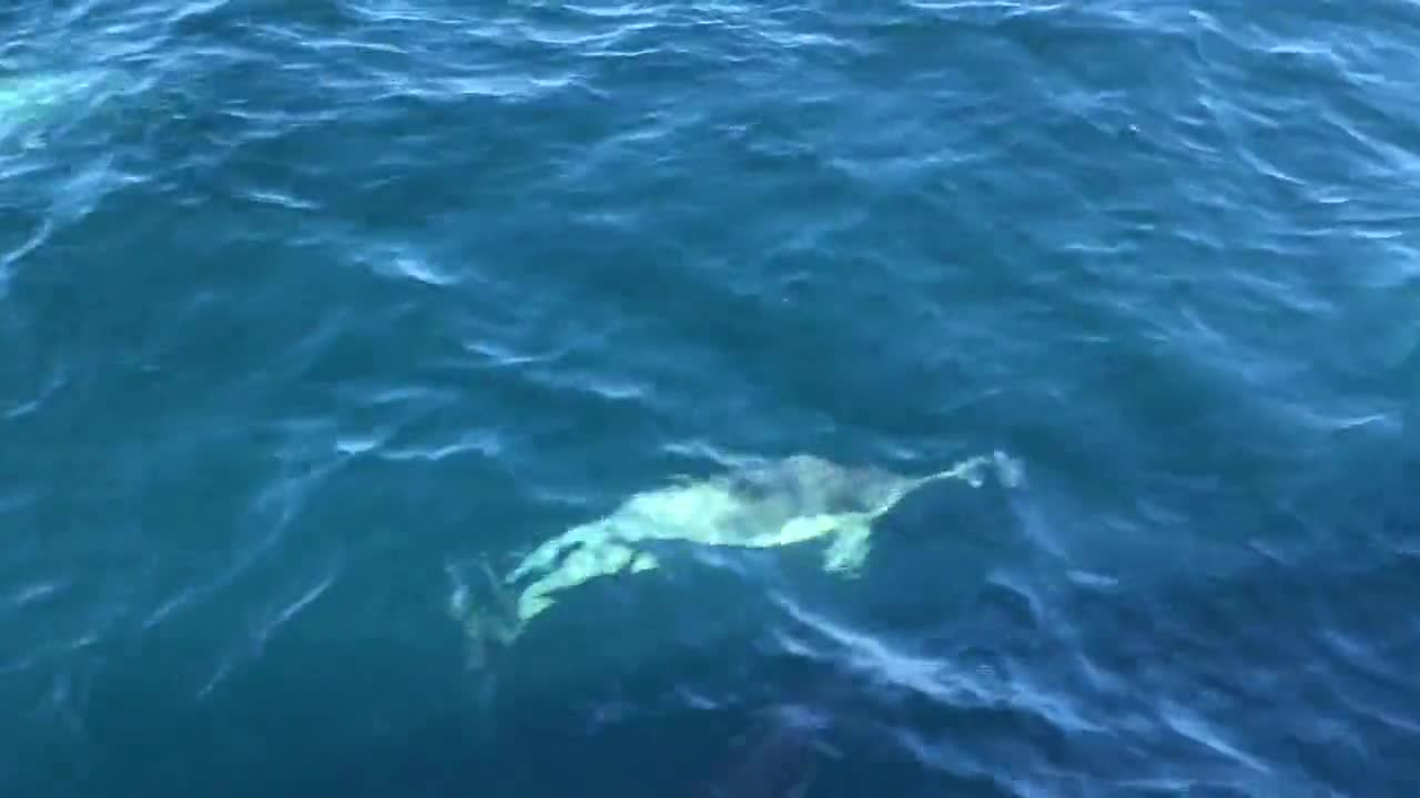 Dolphin 🐬 Swimming