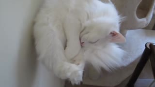 Waking Up a Deaf Cat