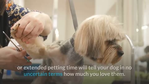 Perfect ways to Say "I LOVE YOU" in Dog Language