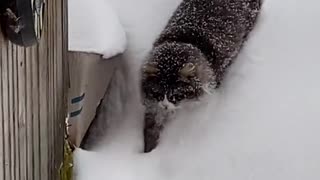 Kitty Struggles To Walk Through Thick Snow