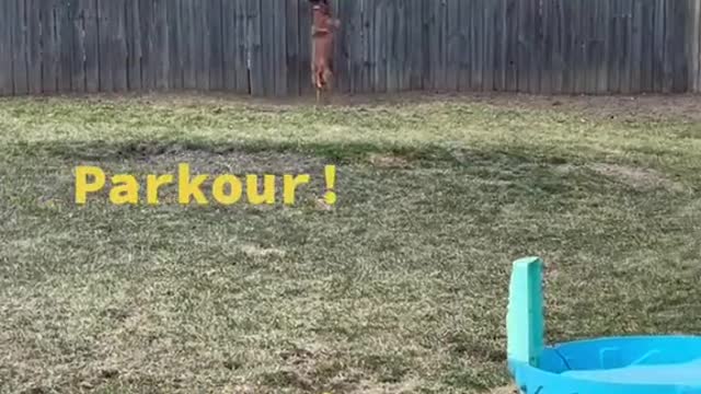 Parkour Dog trying catch squirrel