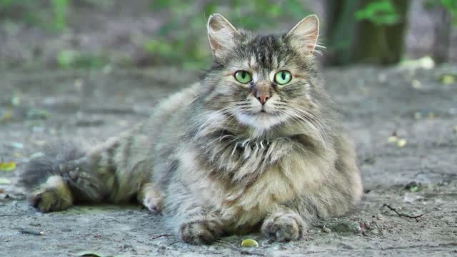 Beautiful cat with green eyes looks around