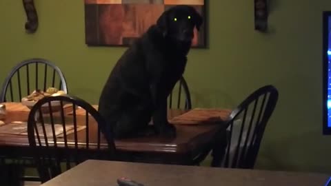 Black dog sitting on table