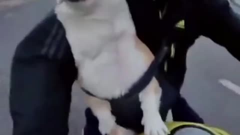 Funny video dog