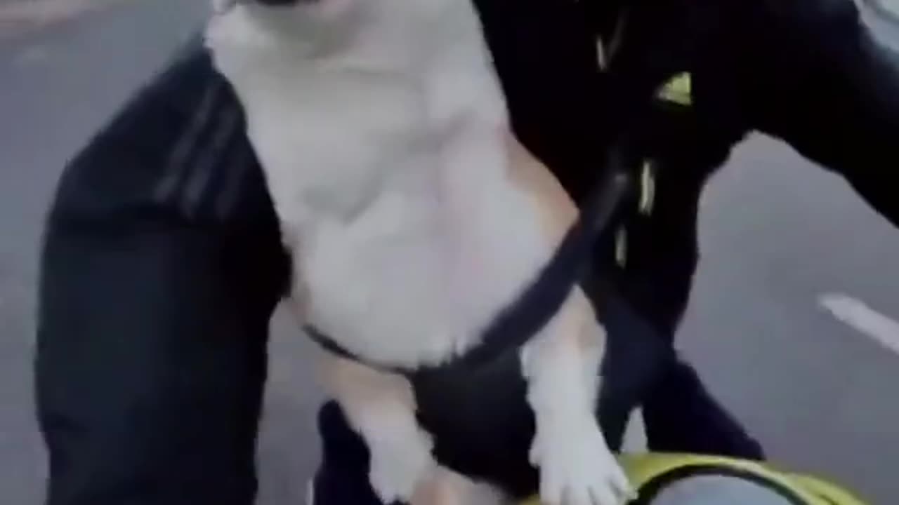 Funny video dog