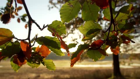 Autumn Leaves and The Sun