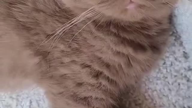 The Ultimate Viral Cat Video