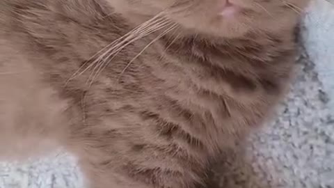 The Ultimate Viral Cat Video