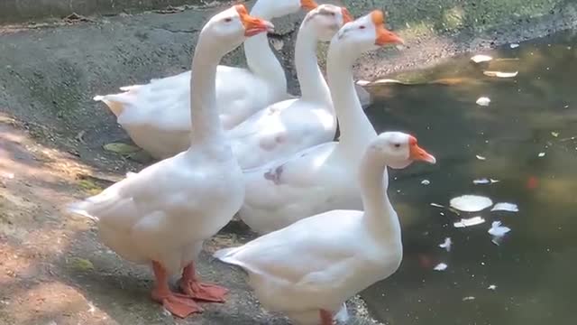 4 large white geese