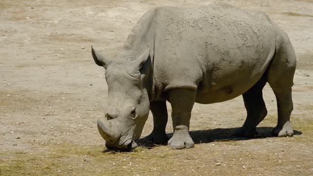 The Incredible Armour Plated Rhino