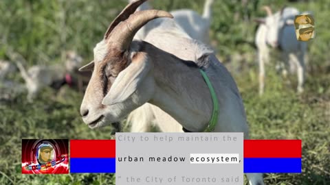 GTA municipalities using goats to help manage invasive species