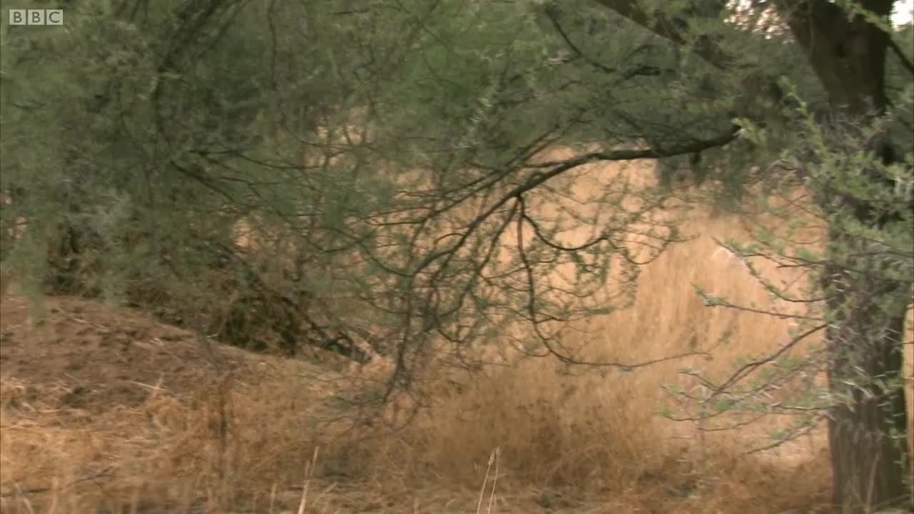 The Sneaky Leopard | Deadly 60 | BBC Earth
