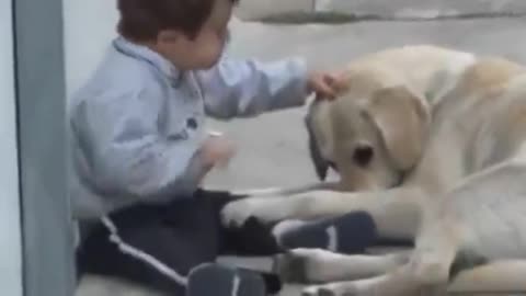Mama dog playing with boy