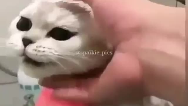 Funny and Cute Cats Videos #68 │ Gadis Sekarwangi