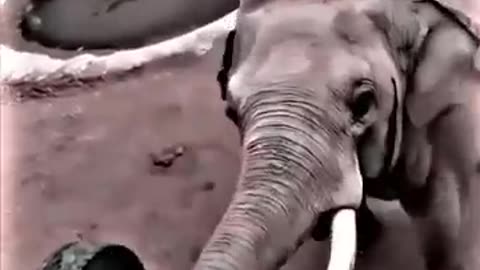 Elephant returns child's shoe