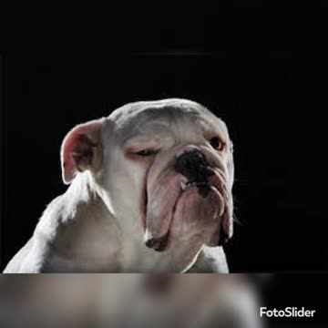 Bad To The Bone by Unknown