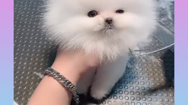 26_Cute_and_Funny_Dog_Videos_Compilation_#short#Dog cute