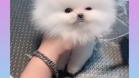 26_Cute_and_Funny_Dog_Videos_Compilation_#short#Dog cute