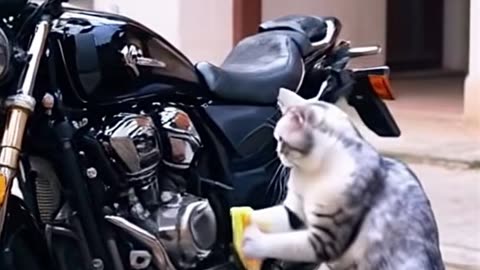 THE CAT 🐱 THAT WASH HIS DAD BIKE 😂