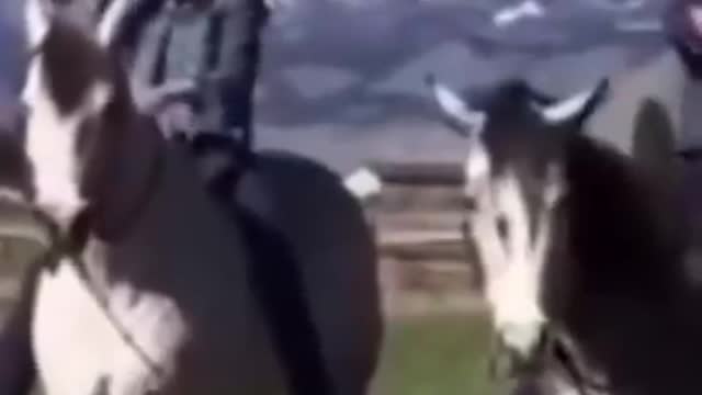Best Funny Animal Videos 2021 😂😺 - Funniest Dogs And Cats Videos 2022 😇