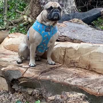 Dog on a log