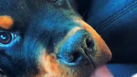 cute rottweiler with his tongue hanging ouut