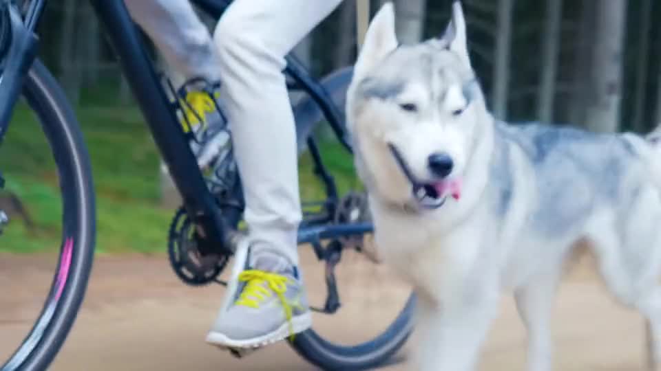 Watch a dog playing with its owner in a wonderful atmosphere