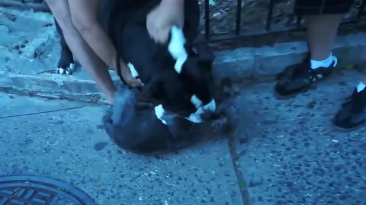 Pitbull attack compilation- Dog attacks