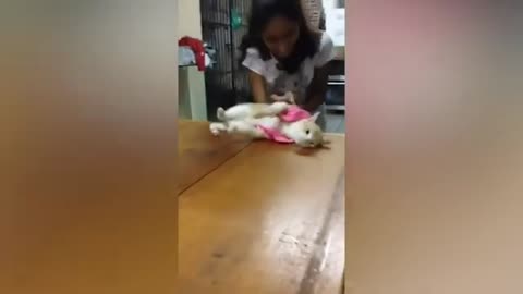 Best Funny Animal Videos of 2022 Try Not To Laugh Animals Funniest Cats And Dogs