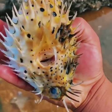 Amazing fish