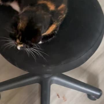 Spinning Cat