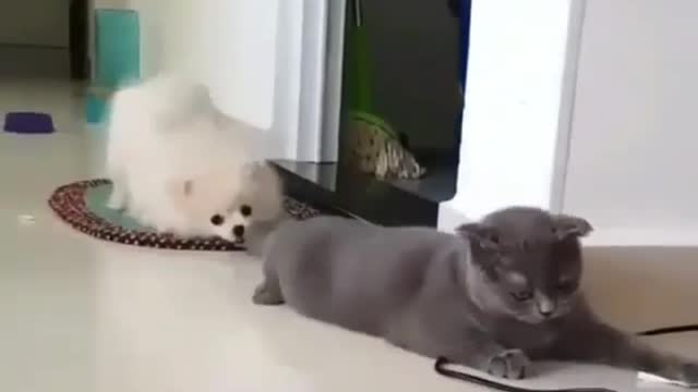 The dog is pulling the cat's tail and asking the cat to play with him