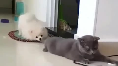 The dog is pulling the cat's tail and asking the cat to play with him