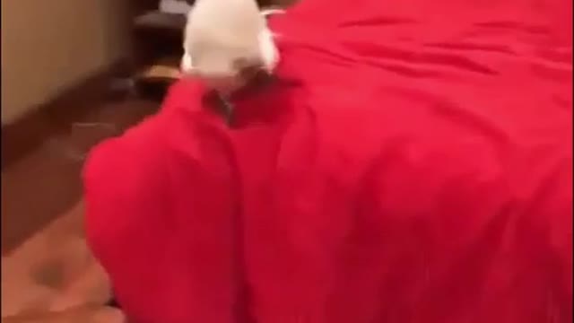 PARROTS, omg, I love this 😂