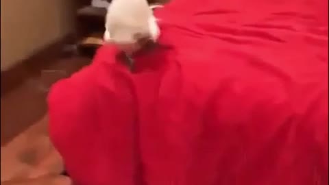 PARROTS, omg, I love this 😂