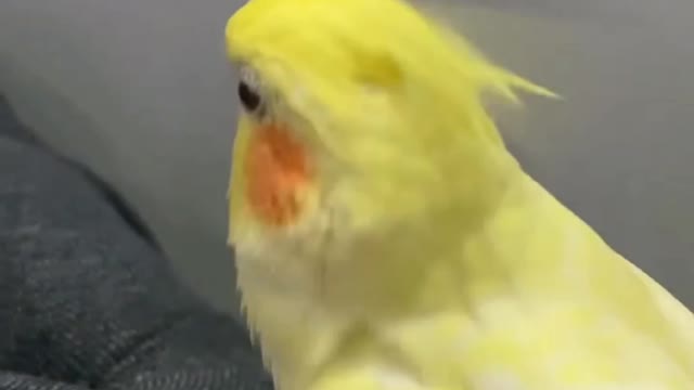 Funny parrot || colorfull parrot