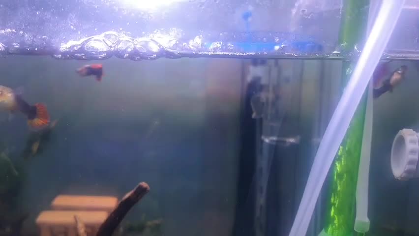 Guppies waiting for a meal