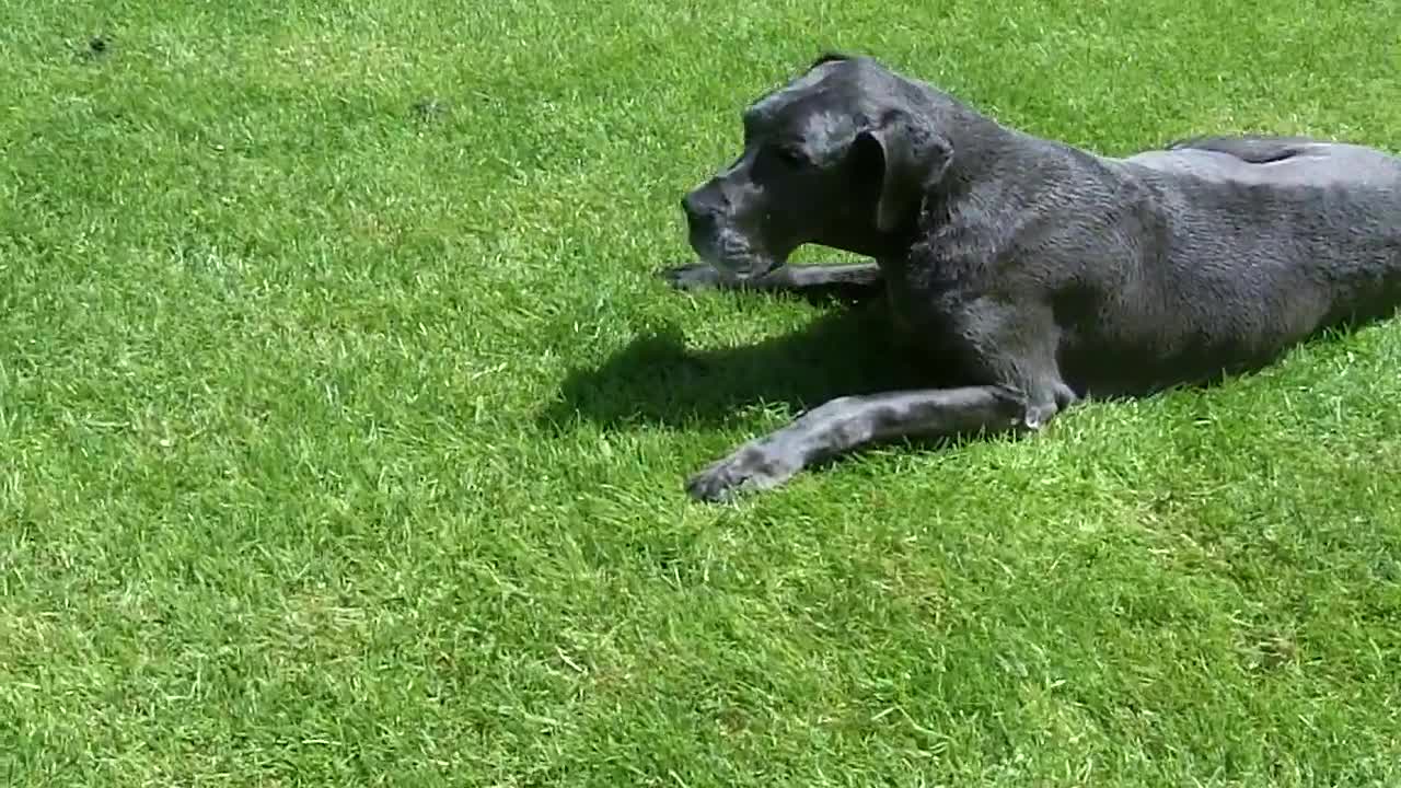 Cute Great Dane Rolling Around Having Fun