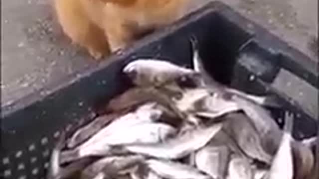 the cat steals a fish